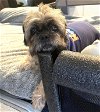 adoptable Dog in ramona, CA named Shelby