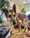 adoptable Dog in ramona, CA named Gregg