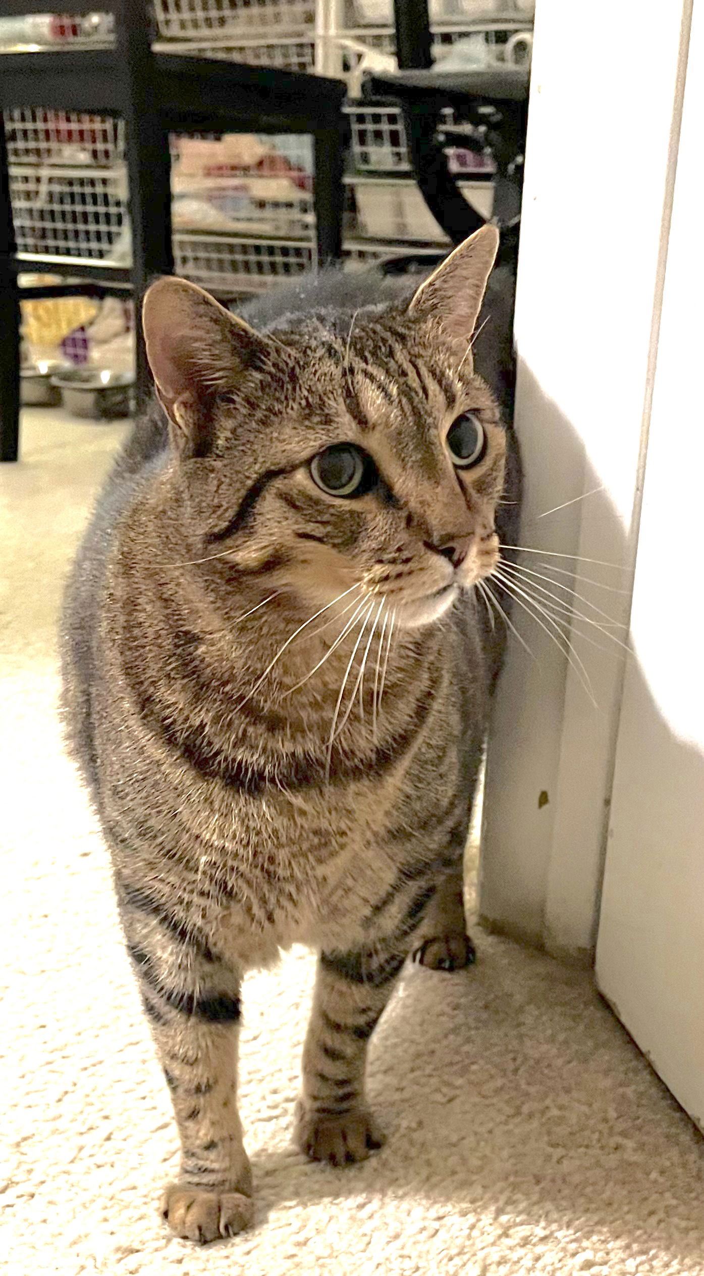 adoptable Cat in Ramona, CA named Cheeto