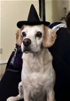 adoptable Dog in ramona, CA named Penelope