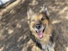 adoptable Dog in ramona, CA named Frankie