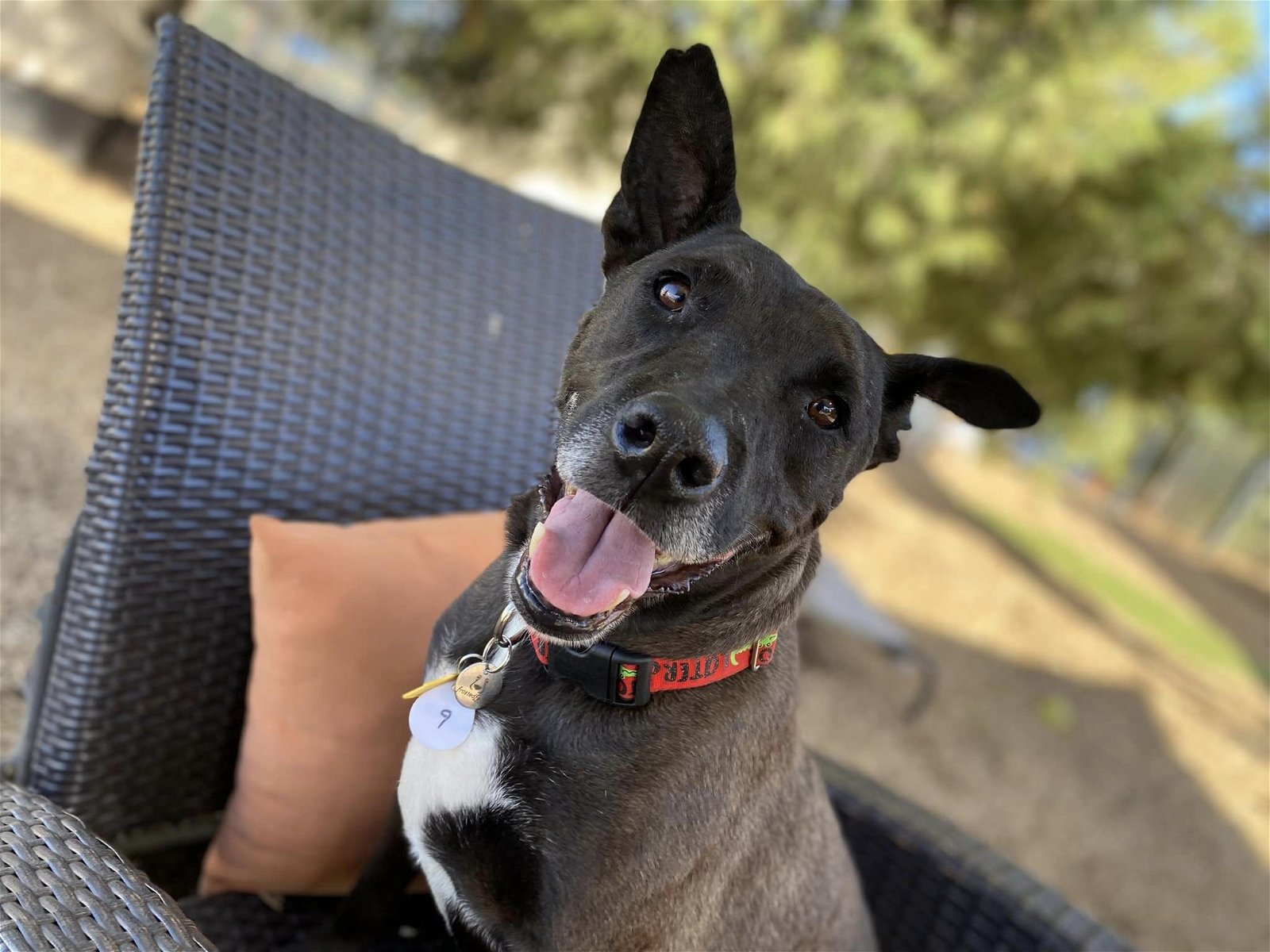 adoptable Dog in Ramona, CA named Nacho