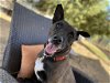 adoptable Dog in ramona, CA named Nacho