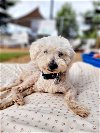 adoptable Dog in ramona, CA named Yogi
