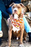 adoptable Dog in ramona, CA named Odie