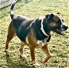 adoptable Dog in ramona, CA named Zoya