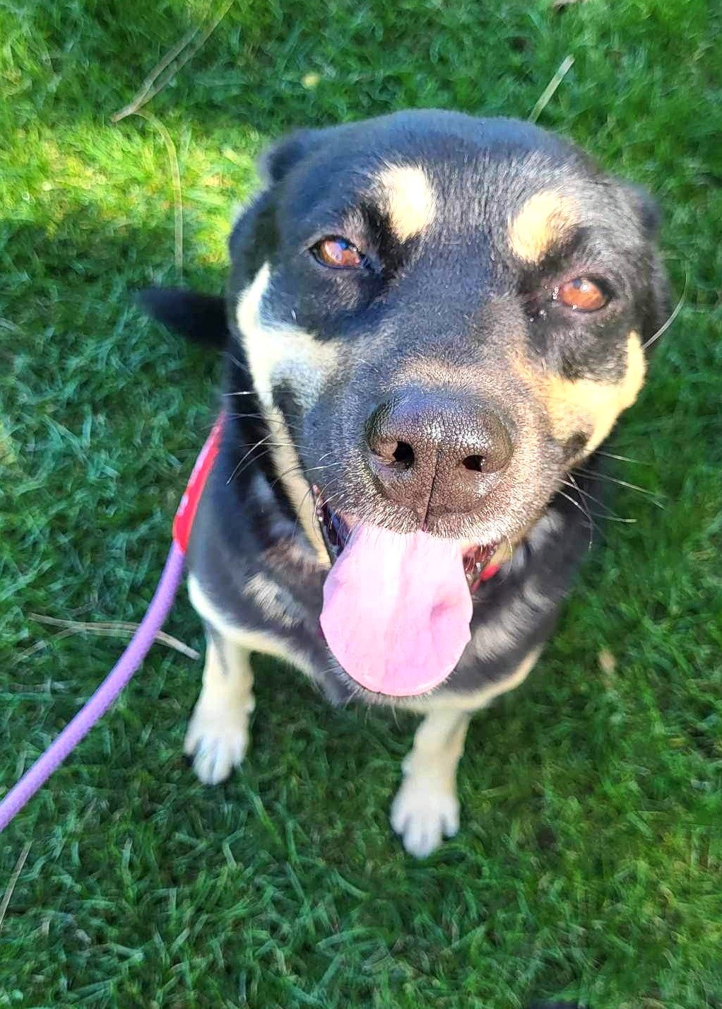 adoptable Dog in Ramona, CA named Pepper