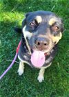 adoptable Dog in ramona, CA named Pepper