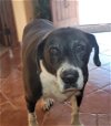 adoptable Dog in ramona, CA named Poona