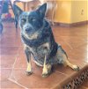adoptable Dog in ramona, CA named Gweezer