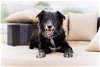 adoptable Dog in ramona, CA named Lassie