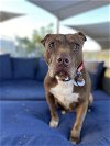 adoptable Dog in ramona, CA named Tigre