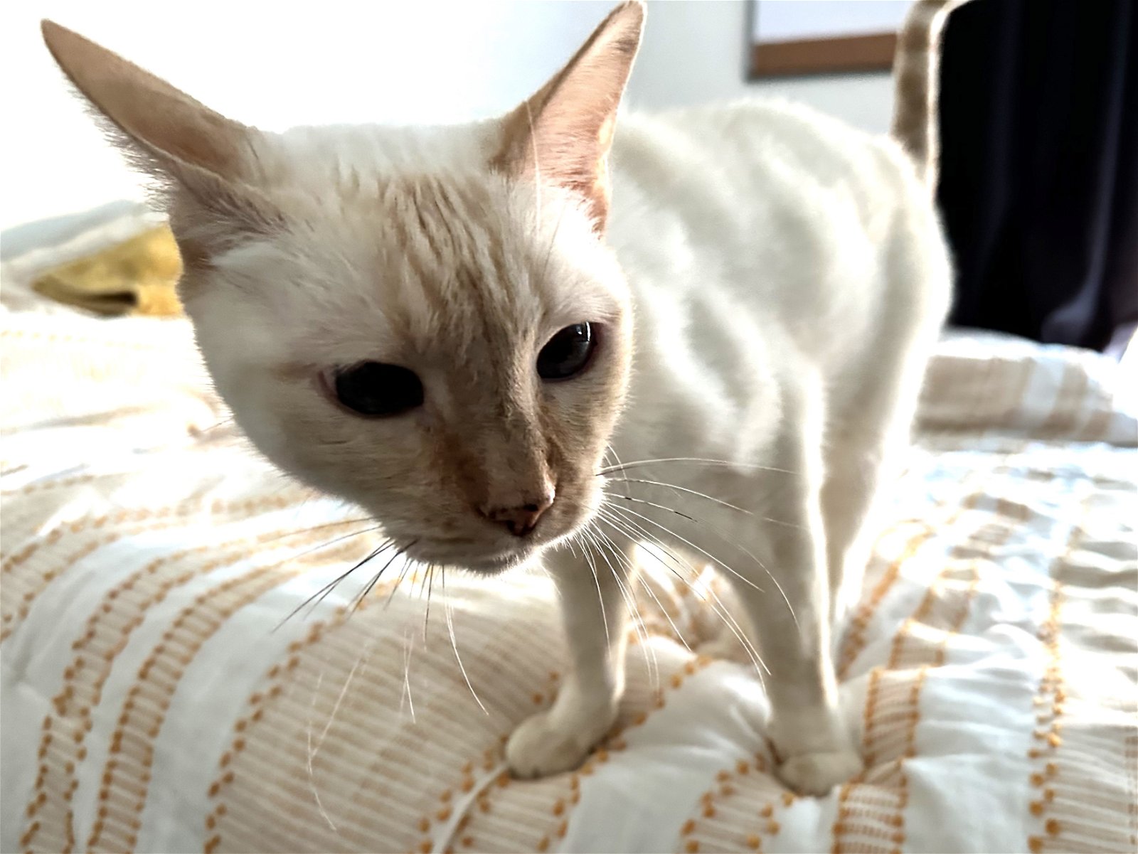 adoptable Cat in Ramona, CA named Koda