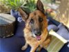 adoptable Dog in ramona, CA named Tyson