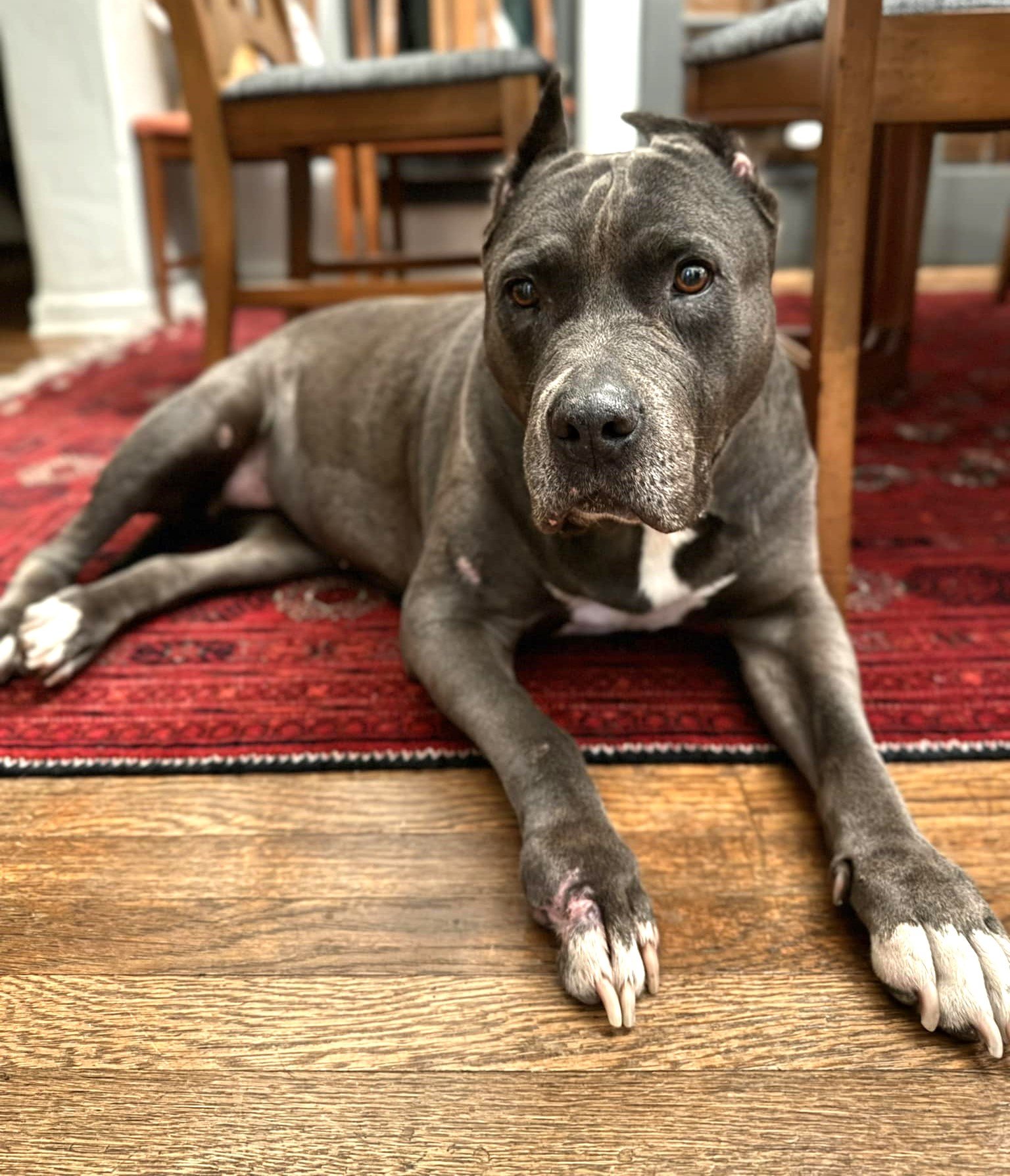 adoptable Dog in Ramona, CA named Wednesday