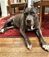 adoptable Dog in ramona, CA named Wednesday