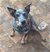adoptable Dog in ramona, CA named Sky