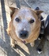 adoptable Dog in ramona, CA named Saffie