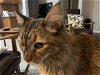 adoptable Cat in ramona, CA named Miss Kitty