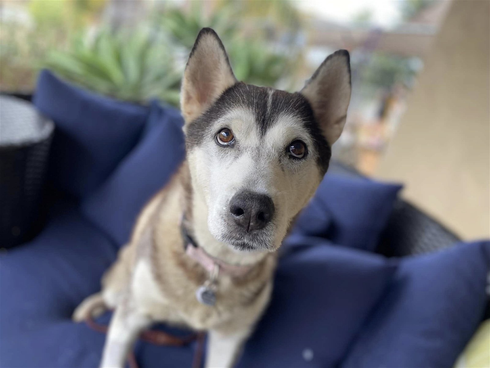 adoptable Dog in Ramona, CA named Delilah