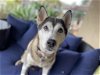 adoptable Dog in ramona, CA named Delilah