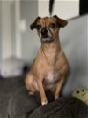 adoptable Dog in ramona, CA named Dali