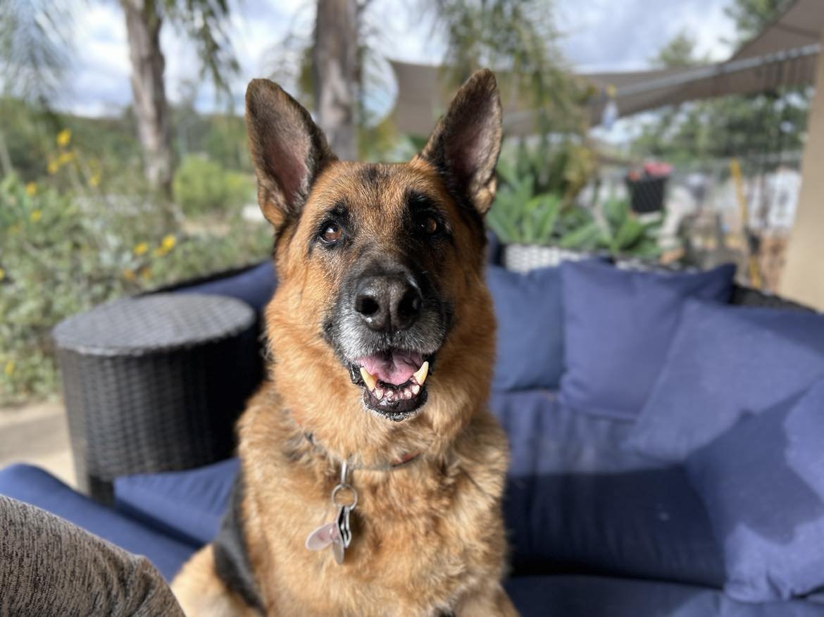 adoptable Dog in Ramona, CA named Monk