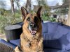 adoptable Dog in ramona, CA named Monk