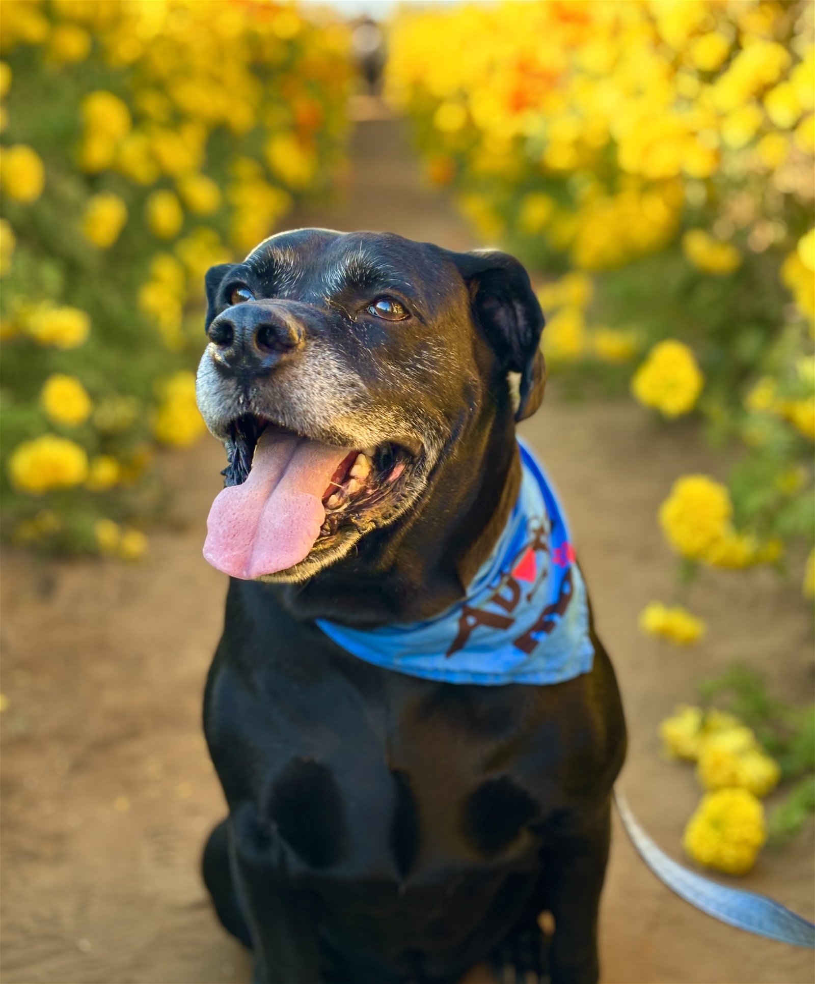 adoptable Dog in Ramona, CA named Chloe