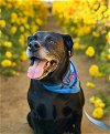 adoptable Dog in ramona, CA named Chloe