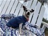 adoptable Dog in ramona, CA named Kali