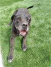 adoptable Dog in ramona, CA named Max