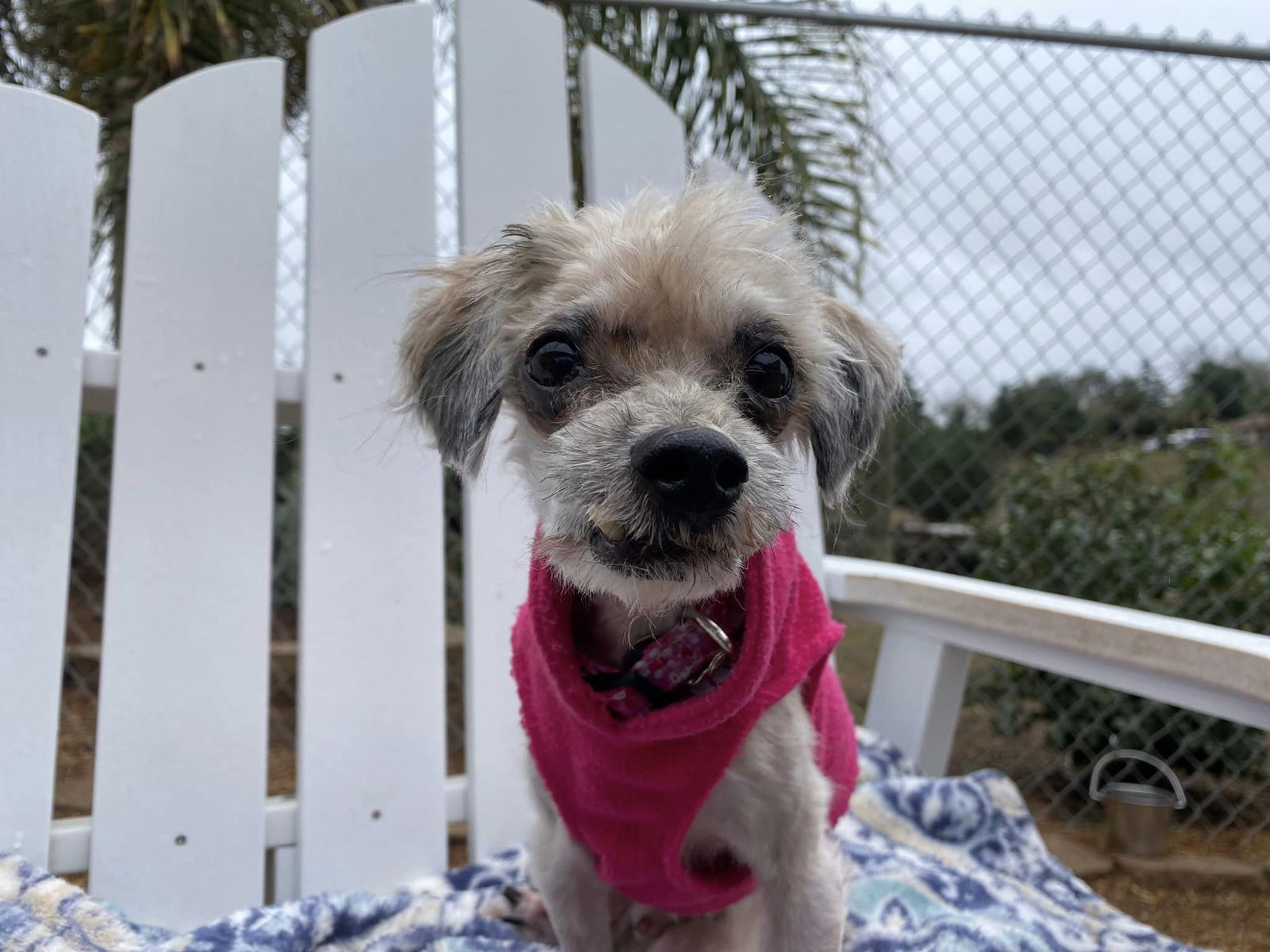 adoptable Dog in Ramona, CA named Chase