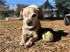adoptable Dog in ramona, CA named Junior