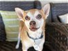 adoptable Dog in ramona, CA named Dingo
