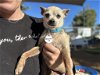 adoptable Dog in ramona, CA named Venaclito