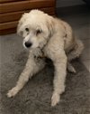 adoptable Dog in ramona, CA named Rico