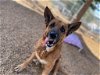 adoptable Dog in ramona, CA named Lainey
