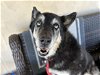 adoptable Dog in ramona, CA named Elvira