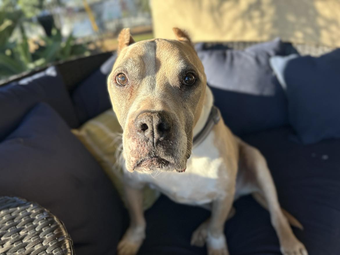 adoptable Dog in Ramona, CA named Zeus