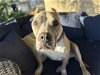adoptable Dog in ramona, CA named Zeus