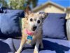 adoptable Dog in ramona, CA named Leah