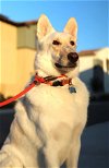 adoptable Dog in ramona, CA named Mini