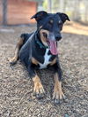 adoptable Dog in Ramona, CA named Abuela