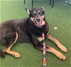 adoptable Dog in ramona, CA named Suki