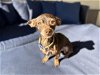 adoptable Dog in ramona, CA named Peter Partridge