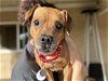 adoptable Dog in ramona, CA named Max Myrh