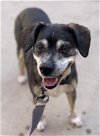 adoptable Dog in ramona, CA named Millie