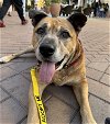 adoptable Dog in ramona, CA named Chestnut