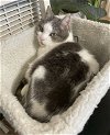 adoptable Cat in ramona, CA named Max